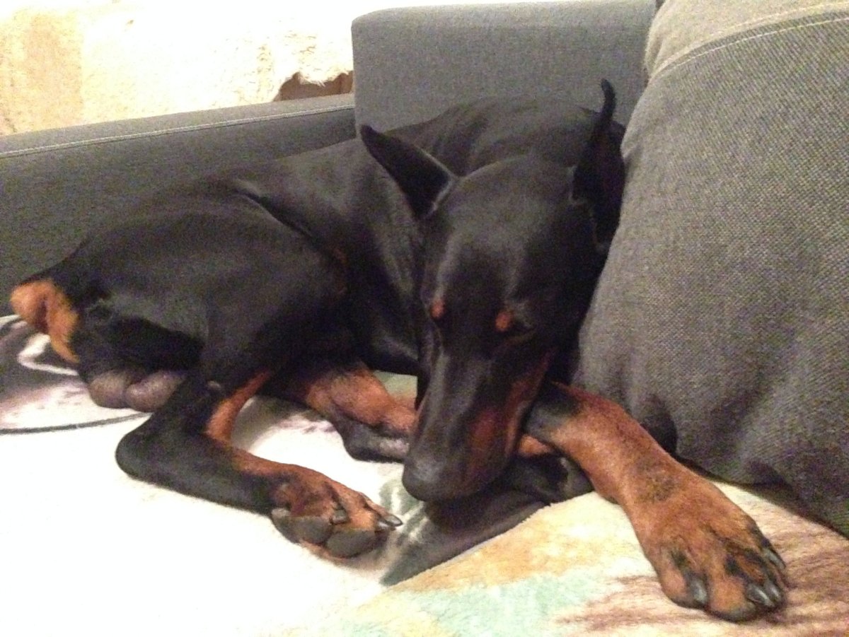 Доберман дома