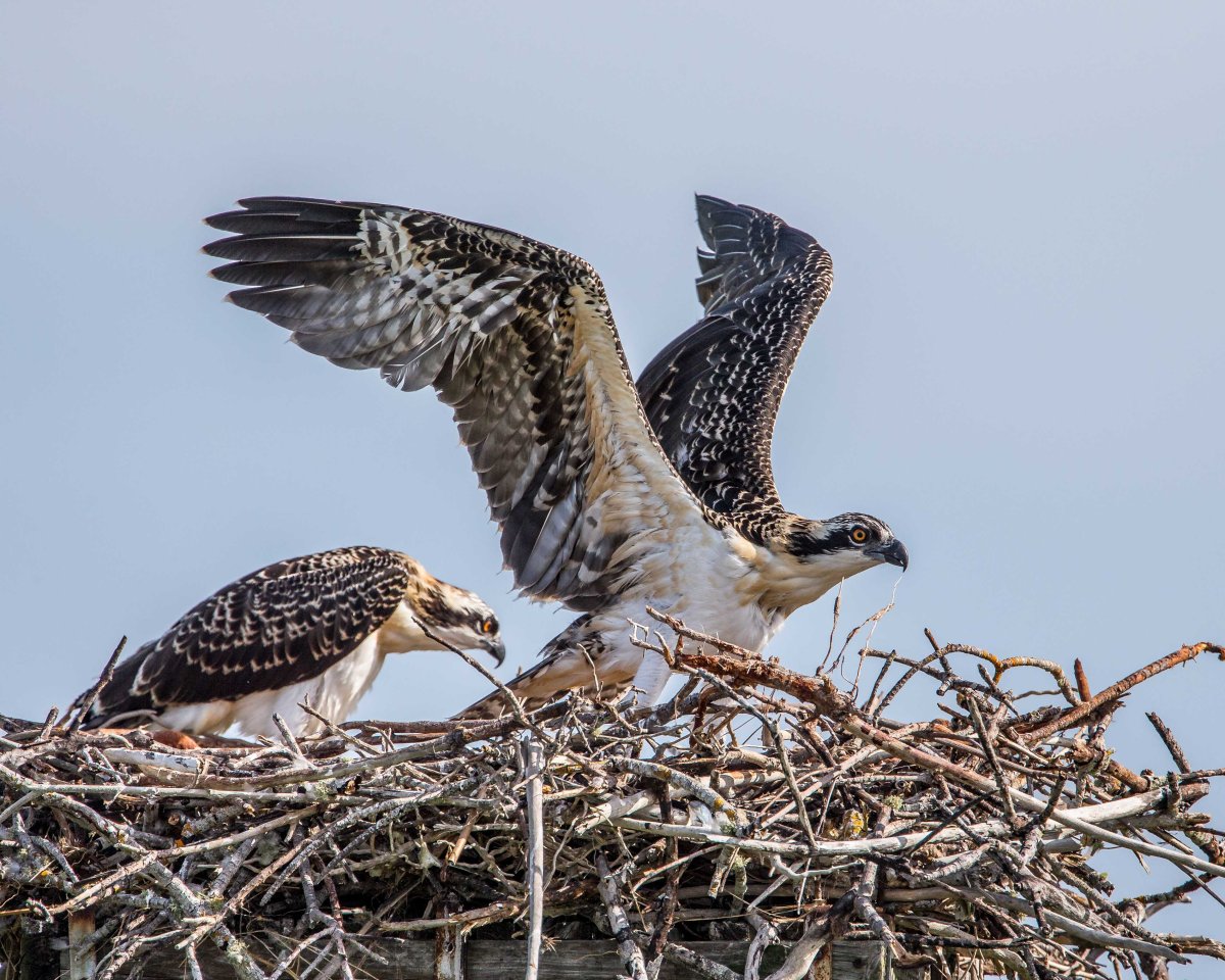 Новогвинейская Ласточка