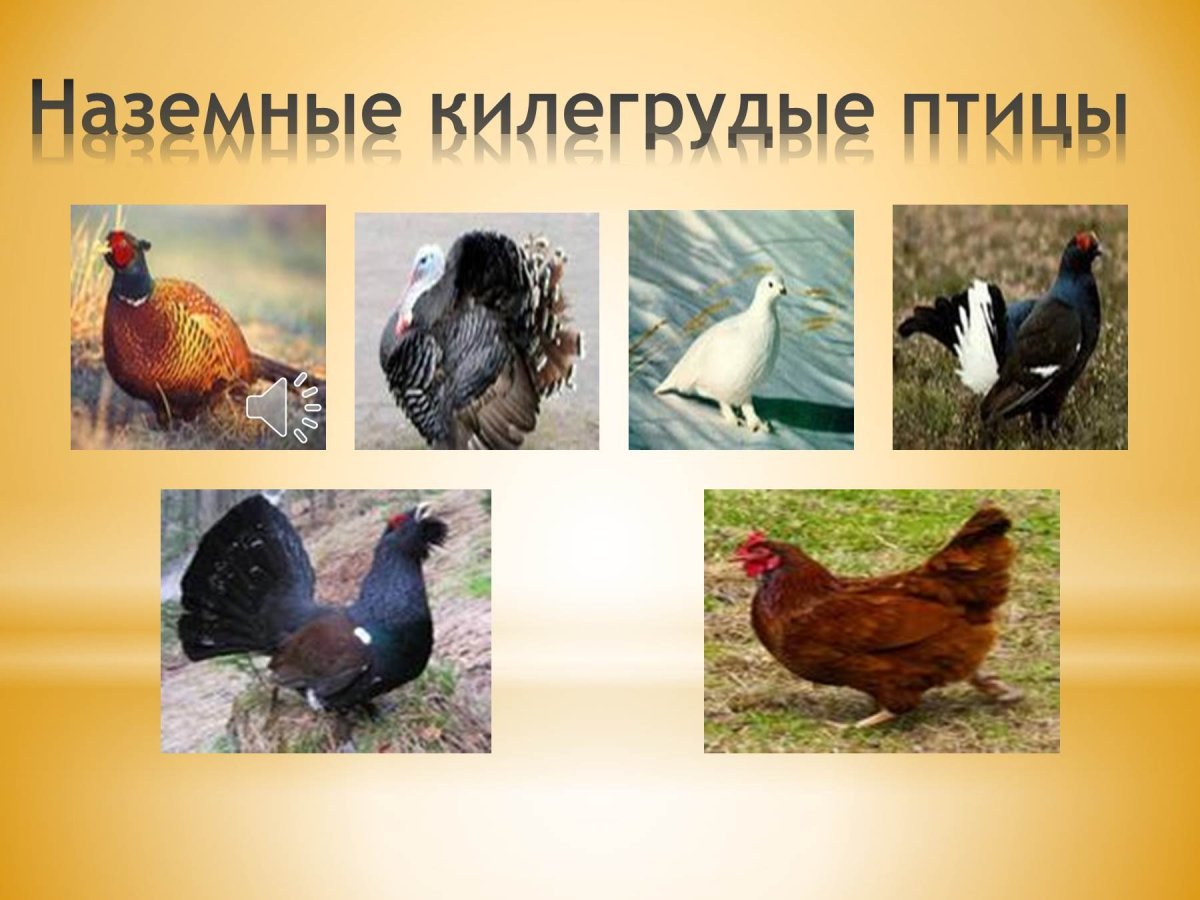 Неводоплавающие птицы для дошкольников