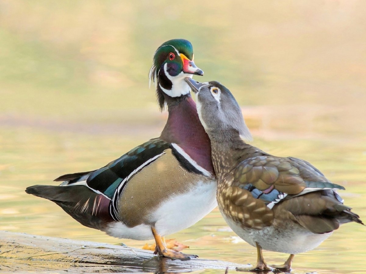 Наземные птицы