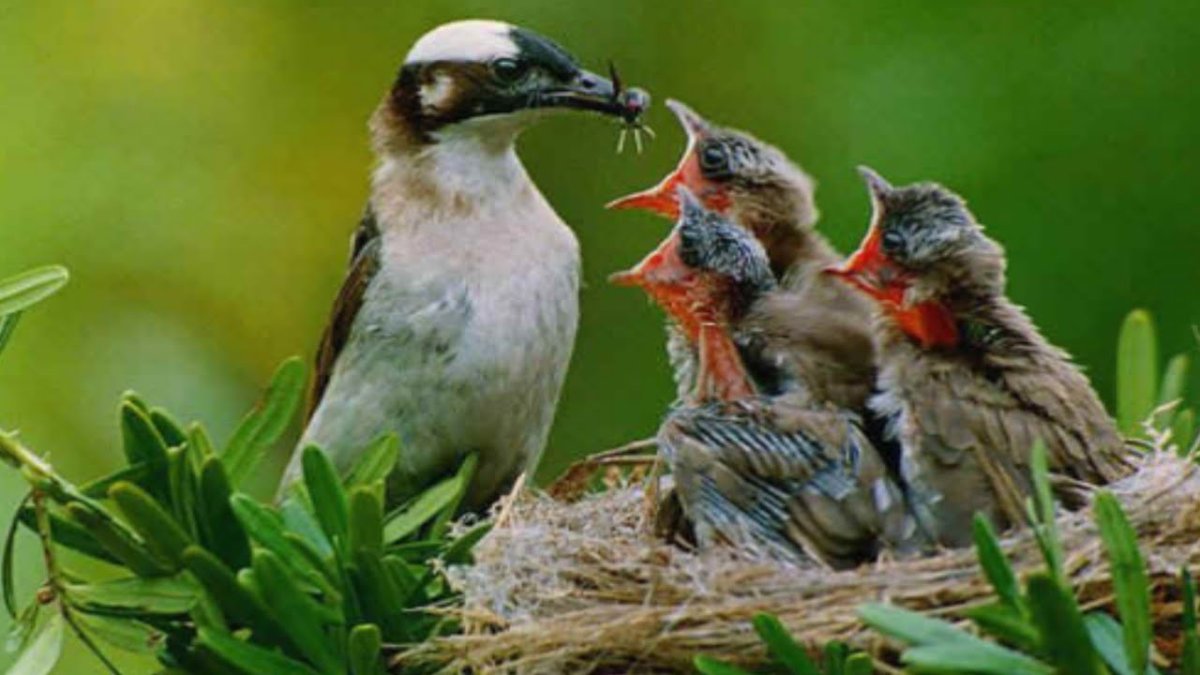 Белоголовый Орлан с добычей