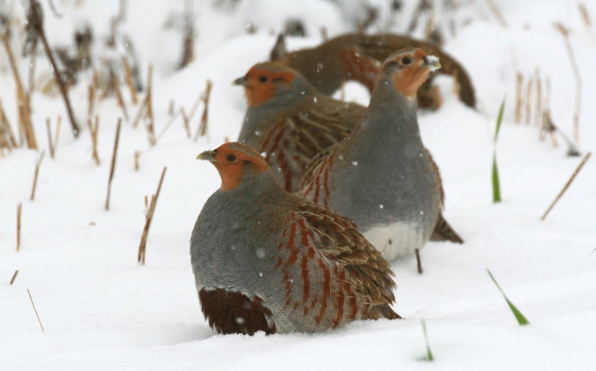 Гигантская Кубинская Сова
