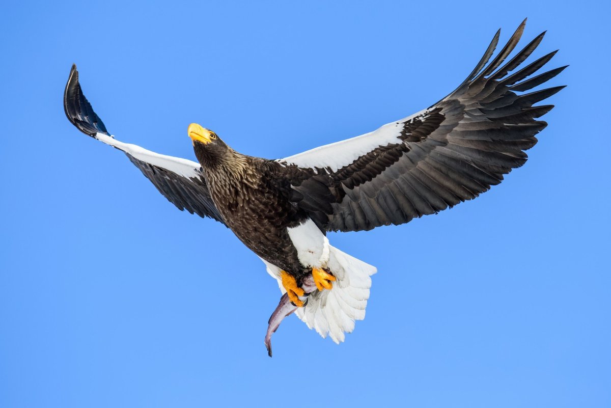 Сухопутные птицы фото