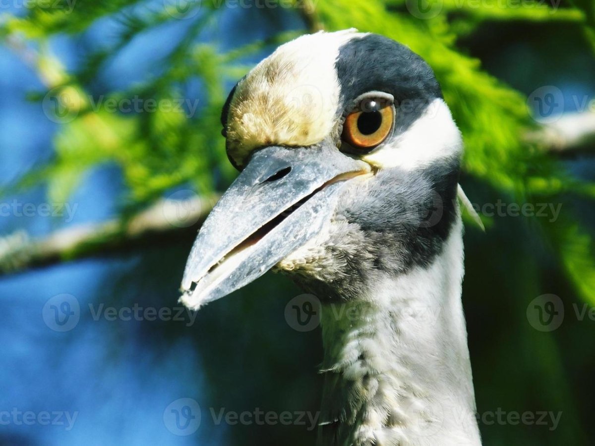 Птицы отбирают еду