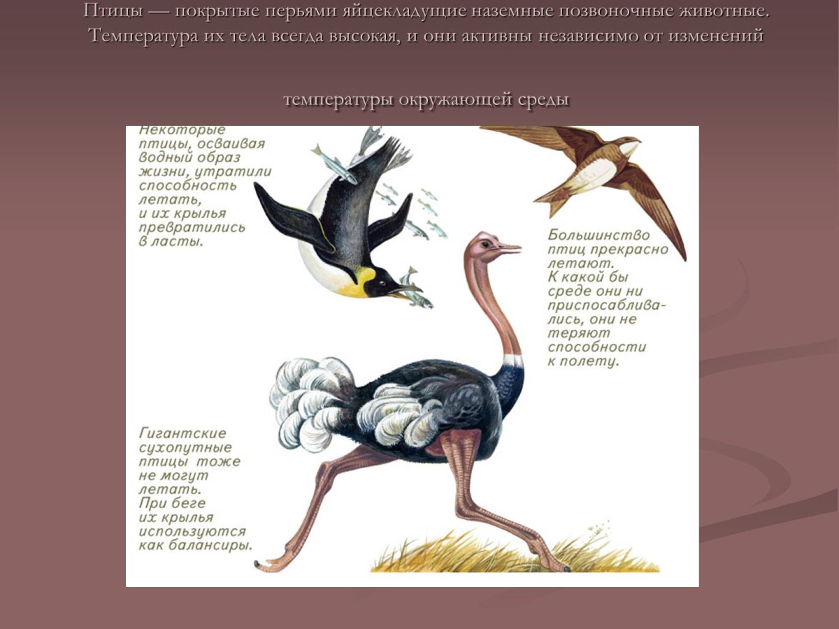 Сплюшка Сыч сипуха