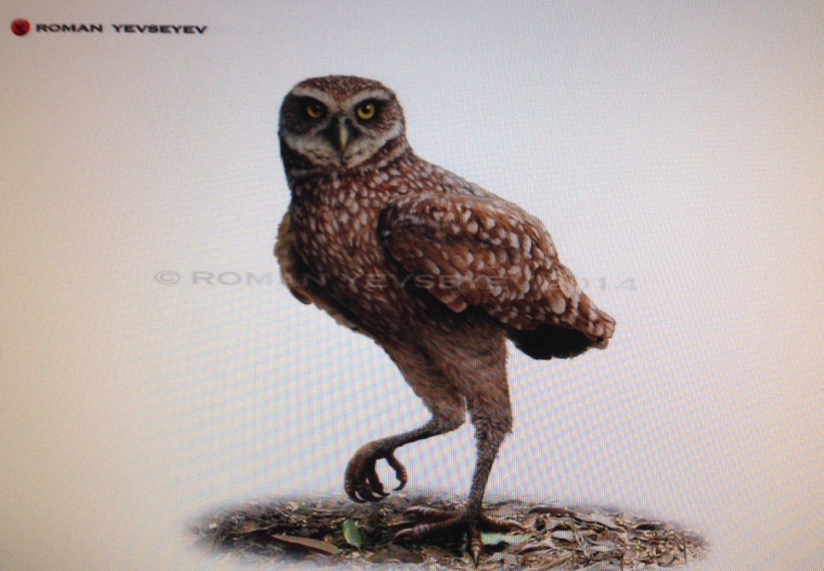 Pulsatrix perspicillata