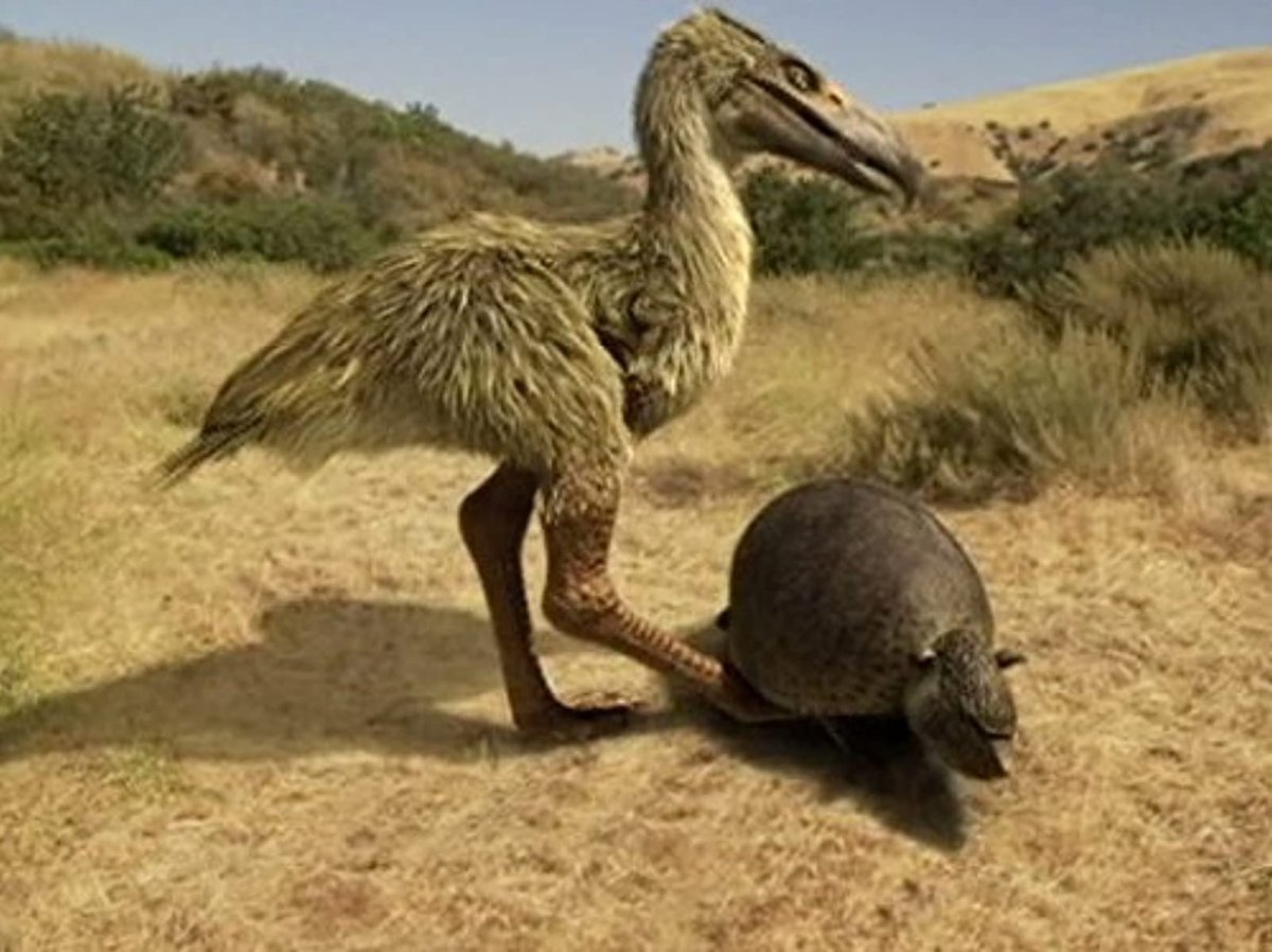 Биоразнообразие животных