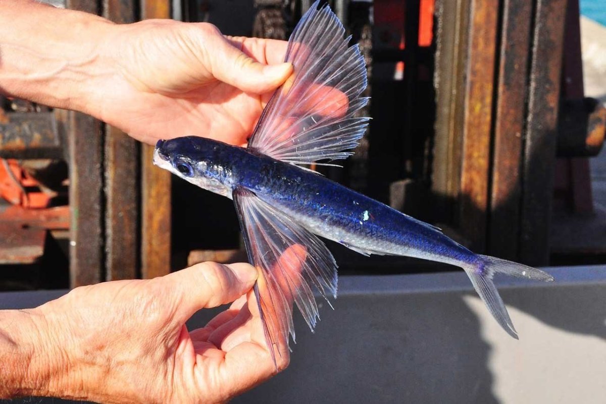 Летучая рыба тобико