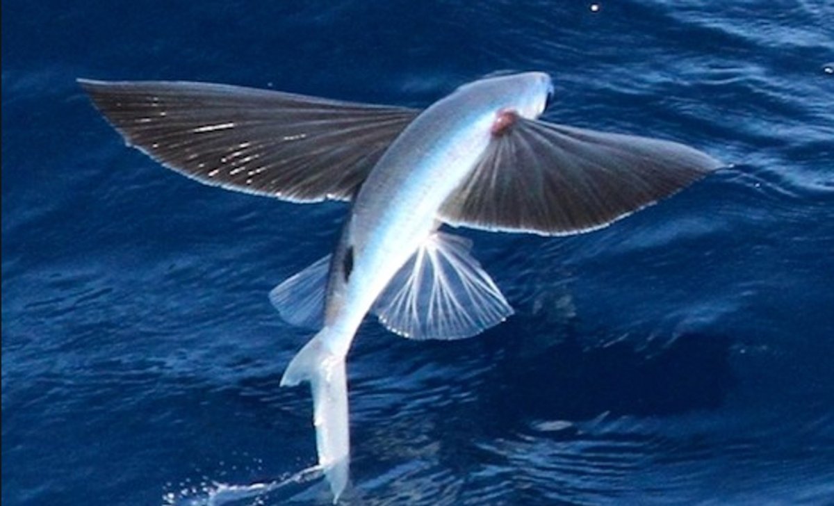 Летучая рыба тобико