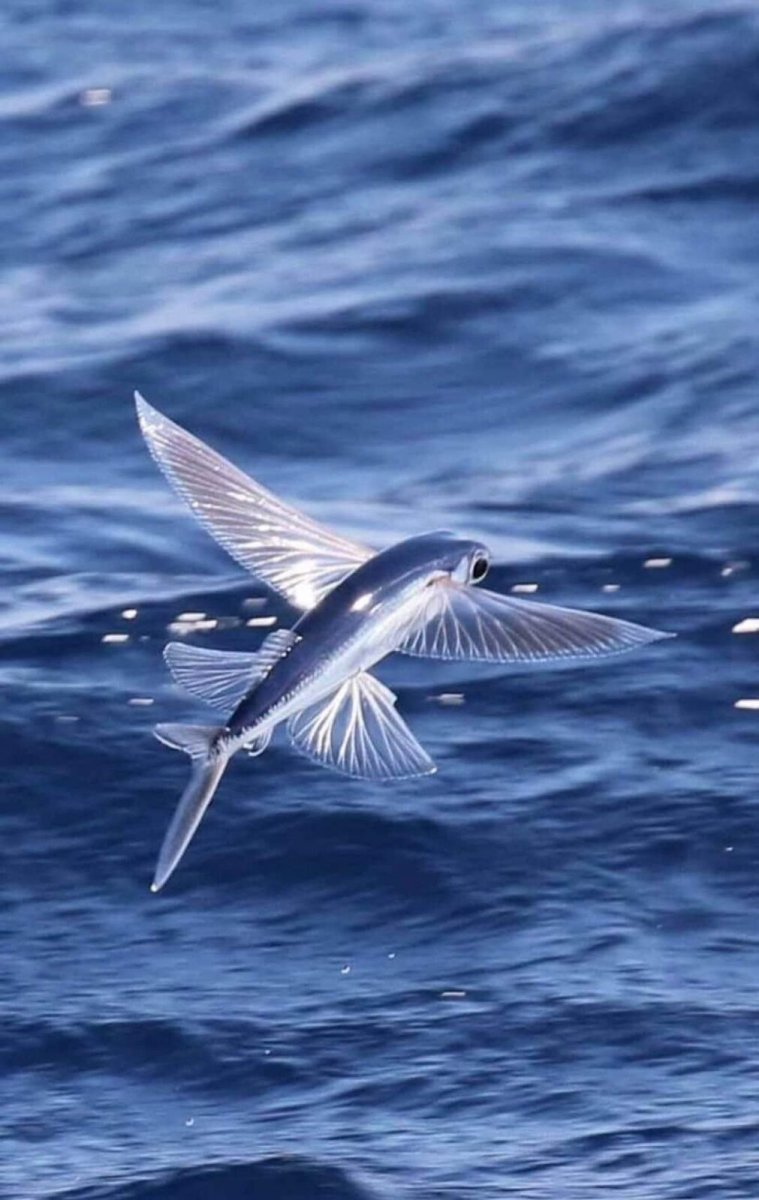 Четырехкрылая летучая рыба