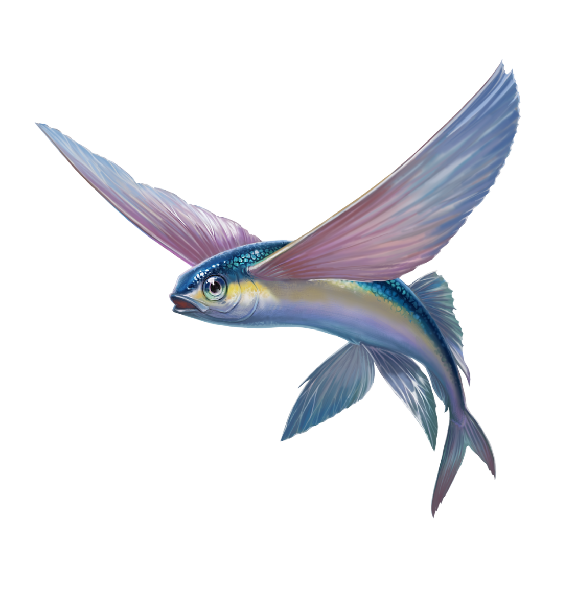 Тобио / летучая рыба