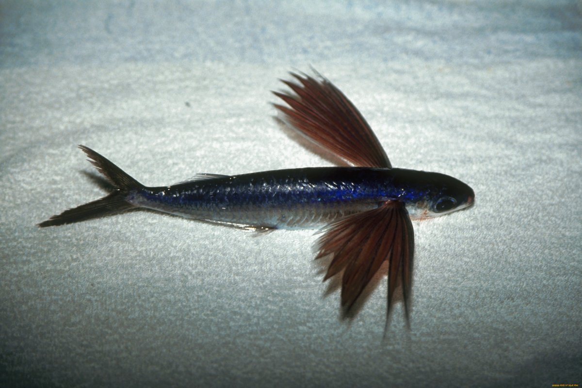 Тобико летучая рыба