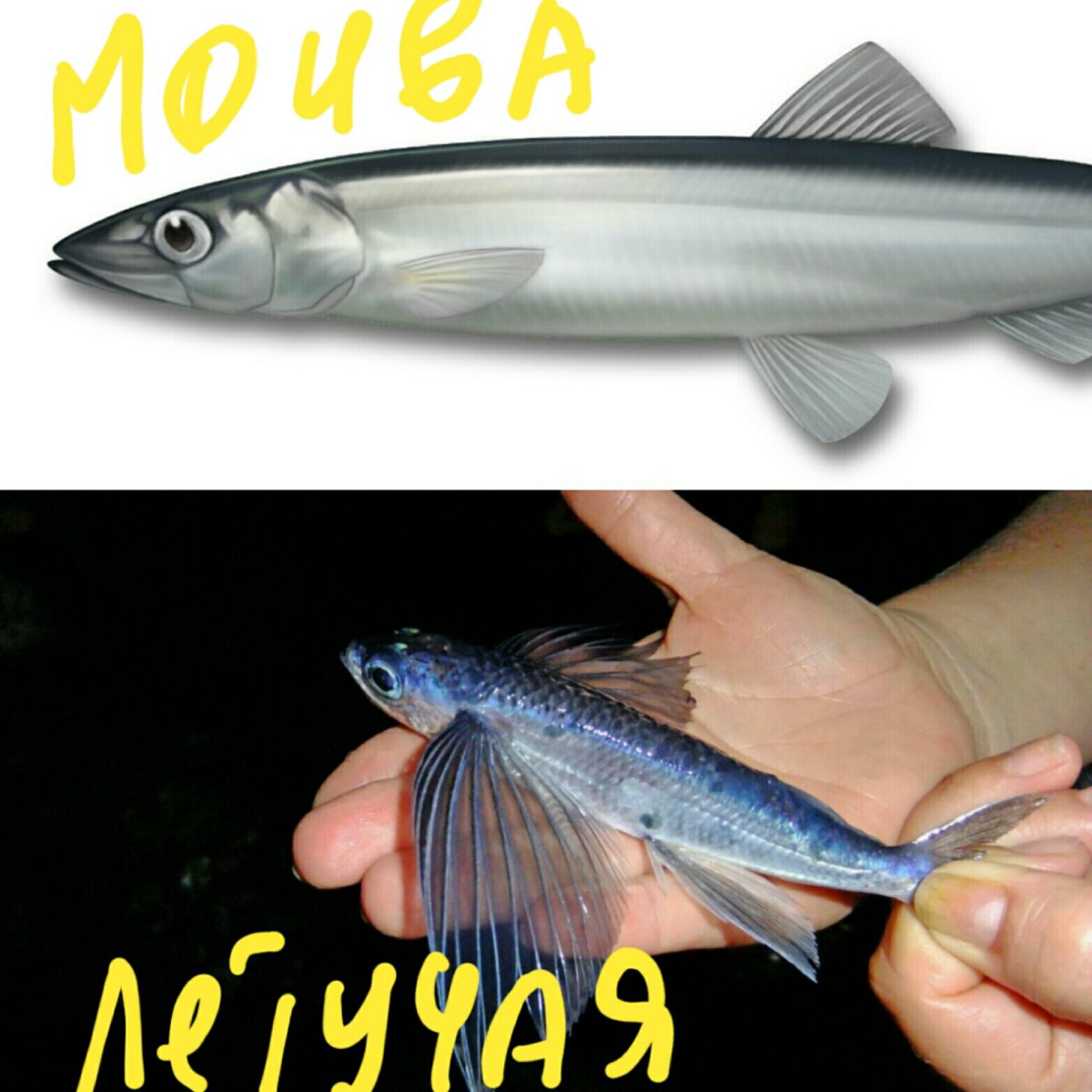 Cheilopogon pinnatibarbatus