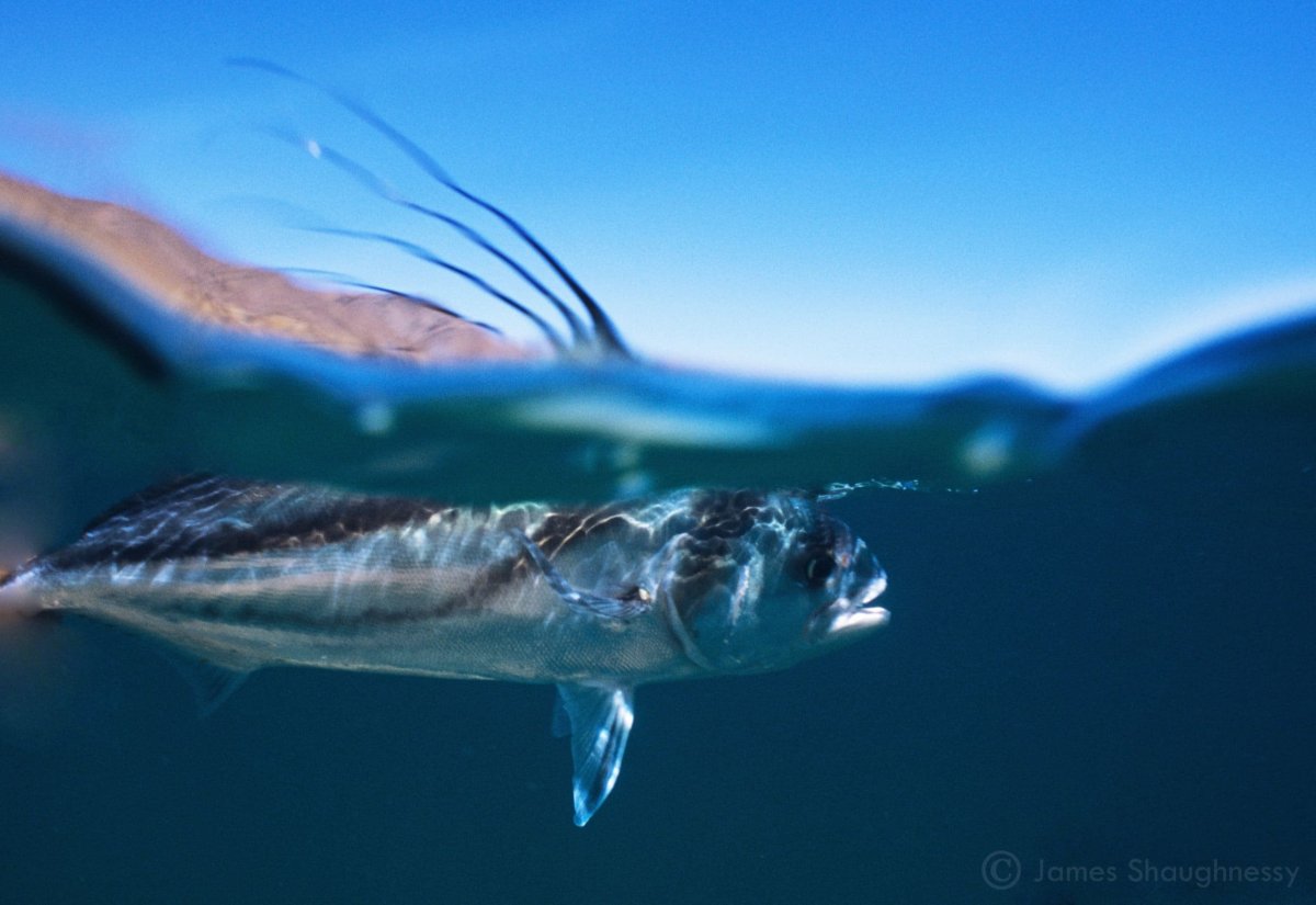 Летучая рыба биплан