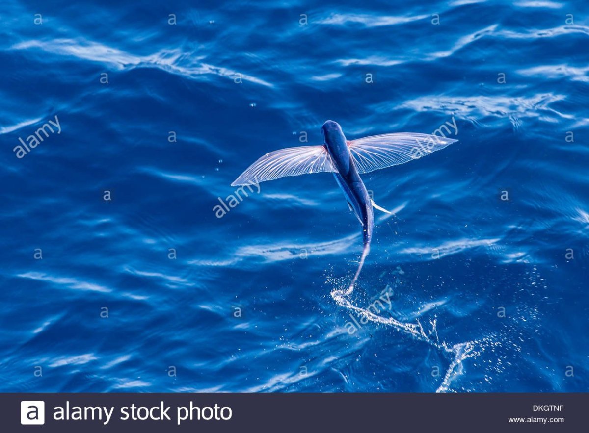 Японская летучая рыба Дальневосточный длиннокрыл