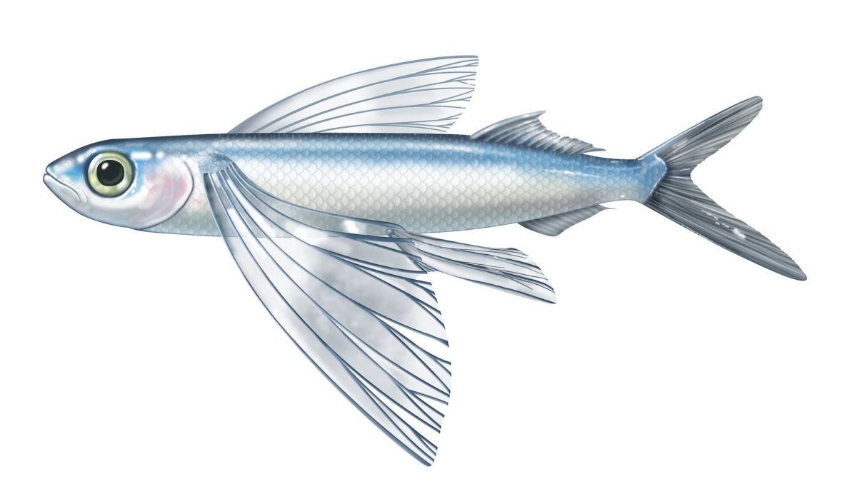 Cheilopogon melanurus