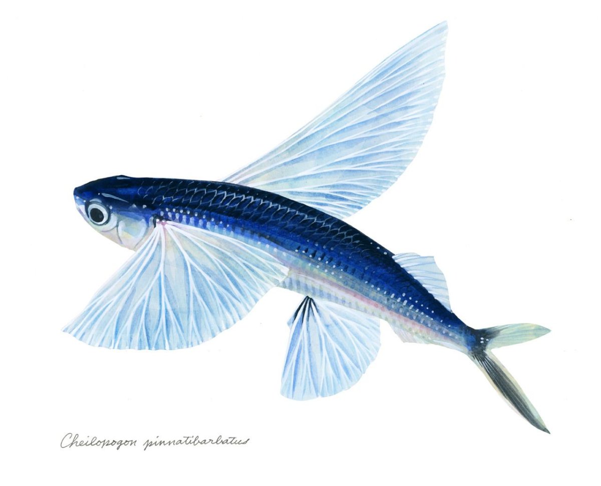 Cheilopogon pinnatibarbatus