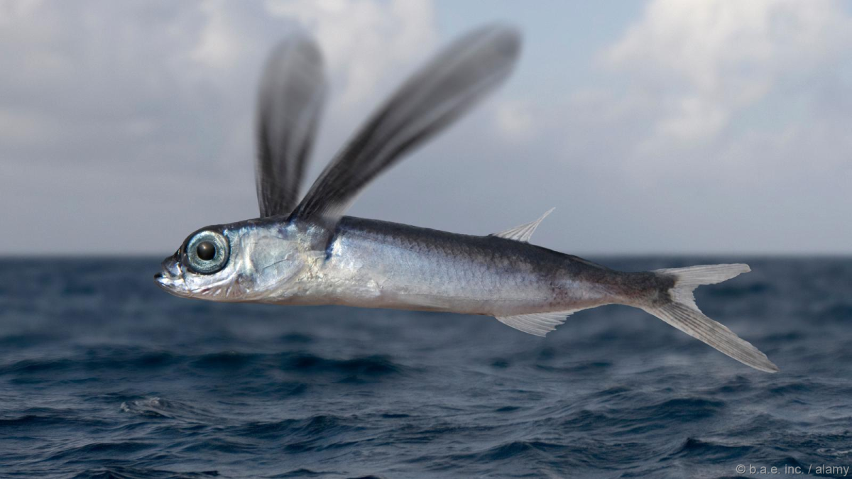 Тобико рыба летающая