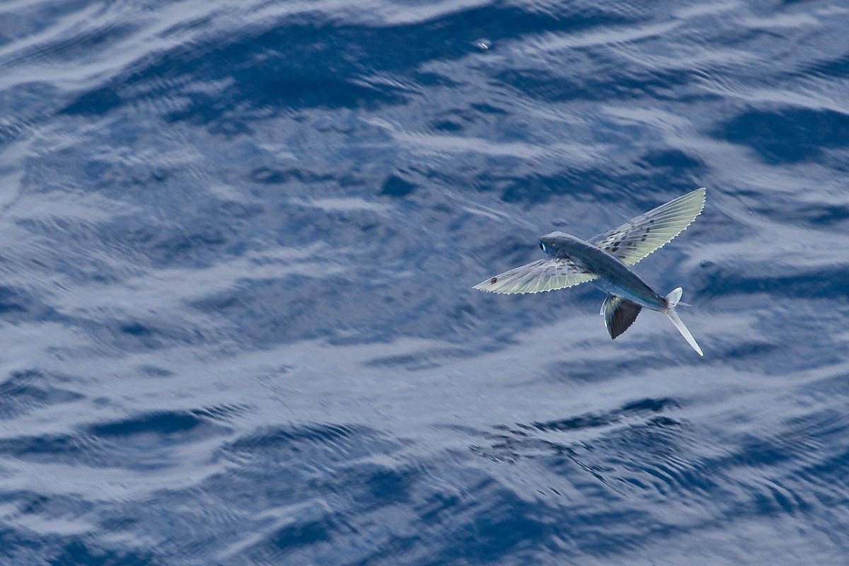 Голубая летучая рыба