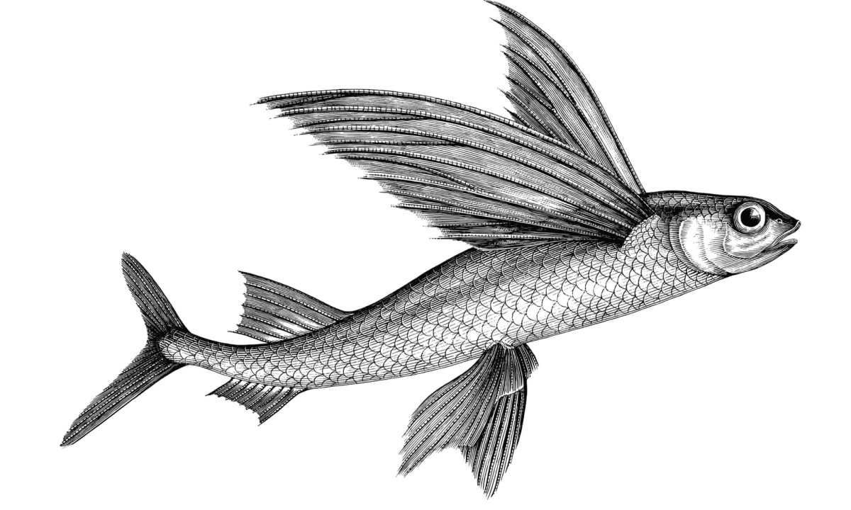 Летучая рыба фото