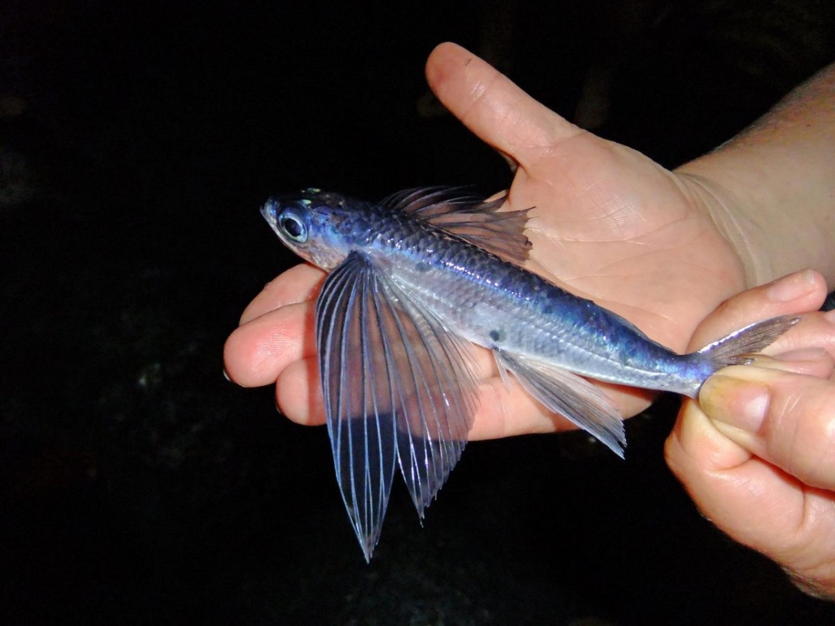 Cheilopogon melanurus