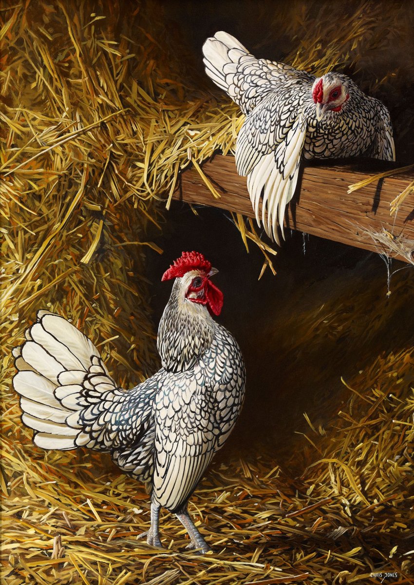 Курица сырая