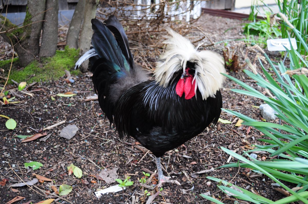 Польские куры