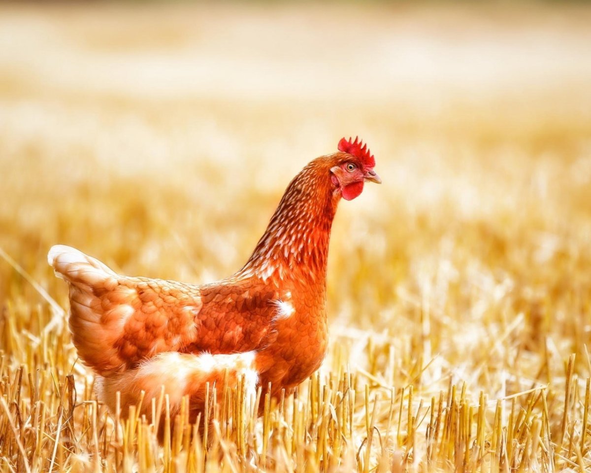 Лесной петух