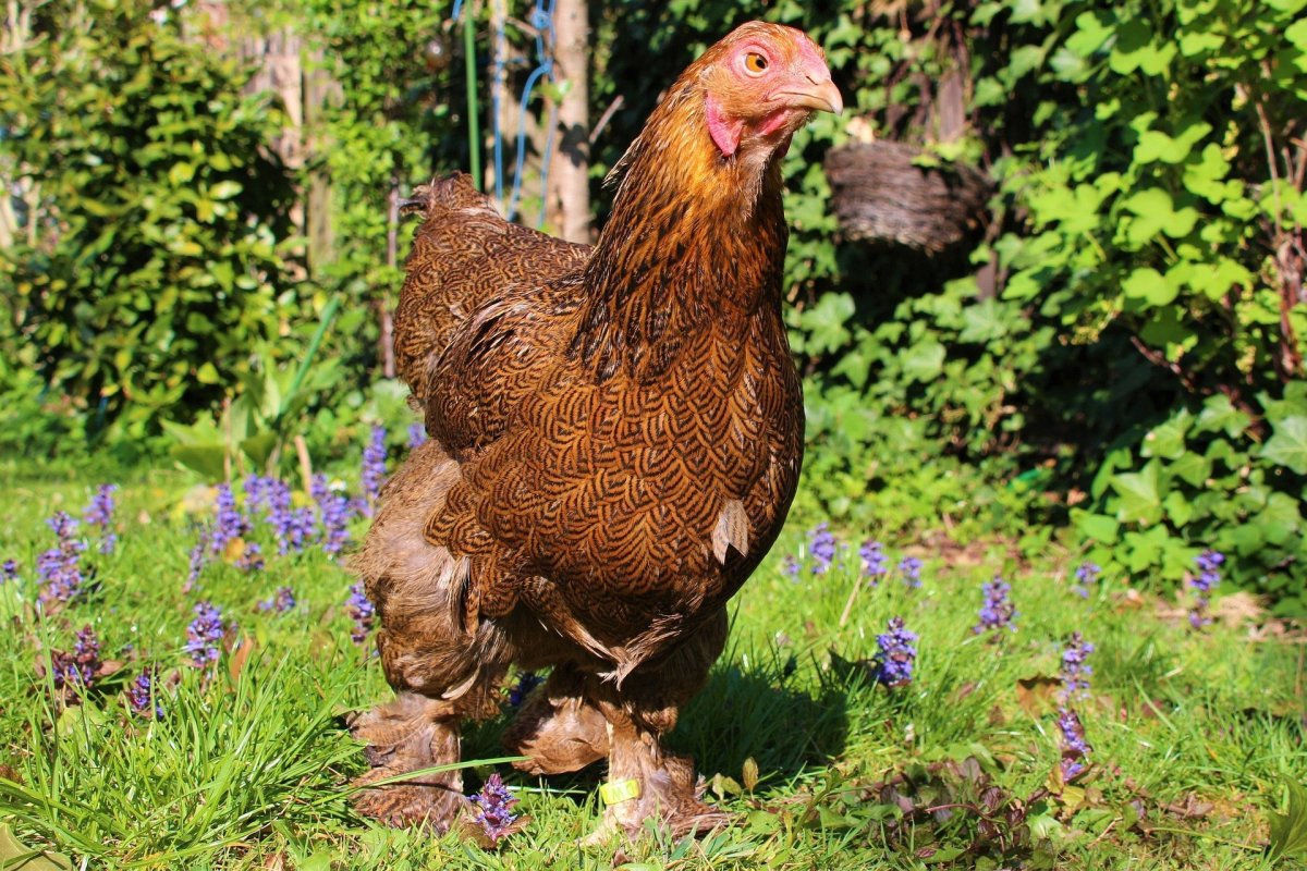Хохлатая Курочка падуан
