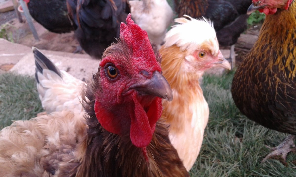 Курица Рябушка