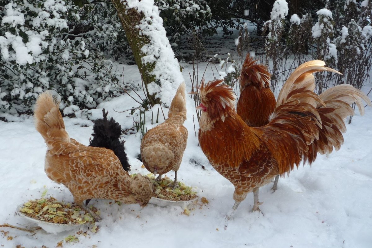 Петух в деревне