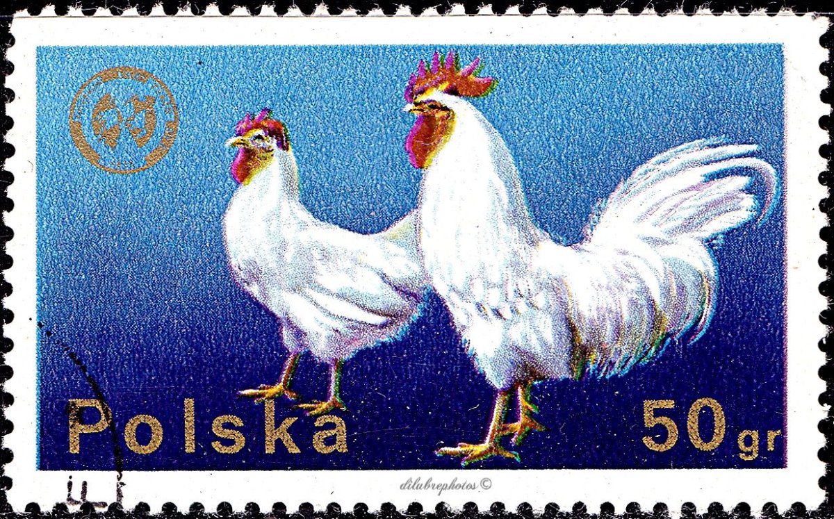 Бройлеры петухи и куры