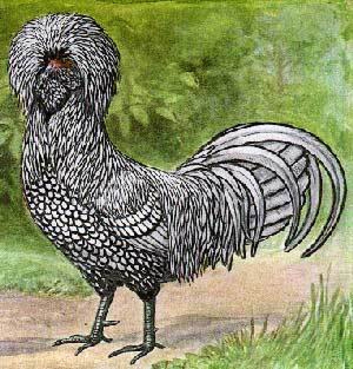 Древние курицы