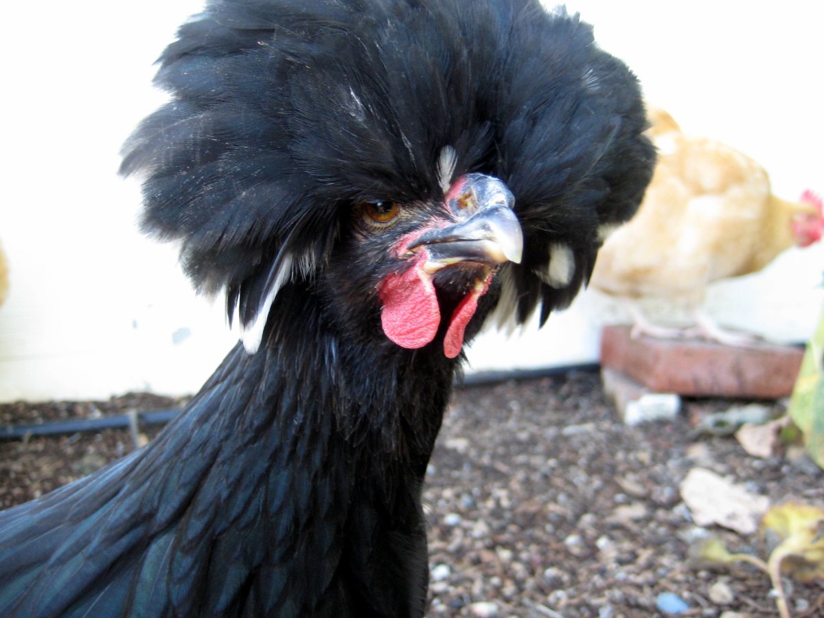 Польская кружевная курица