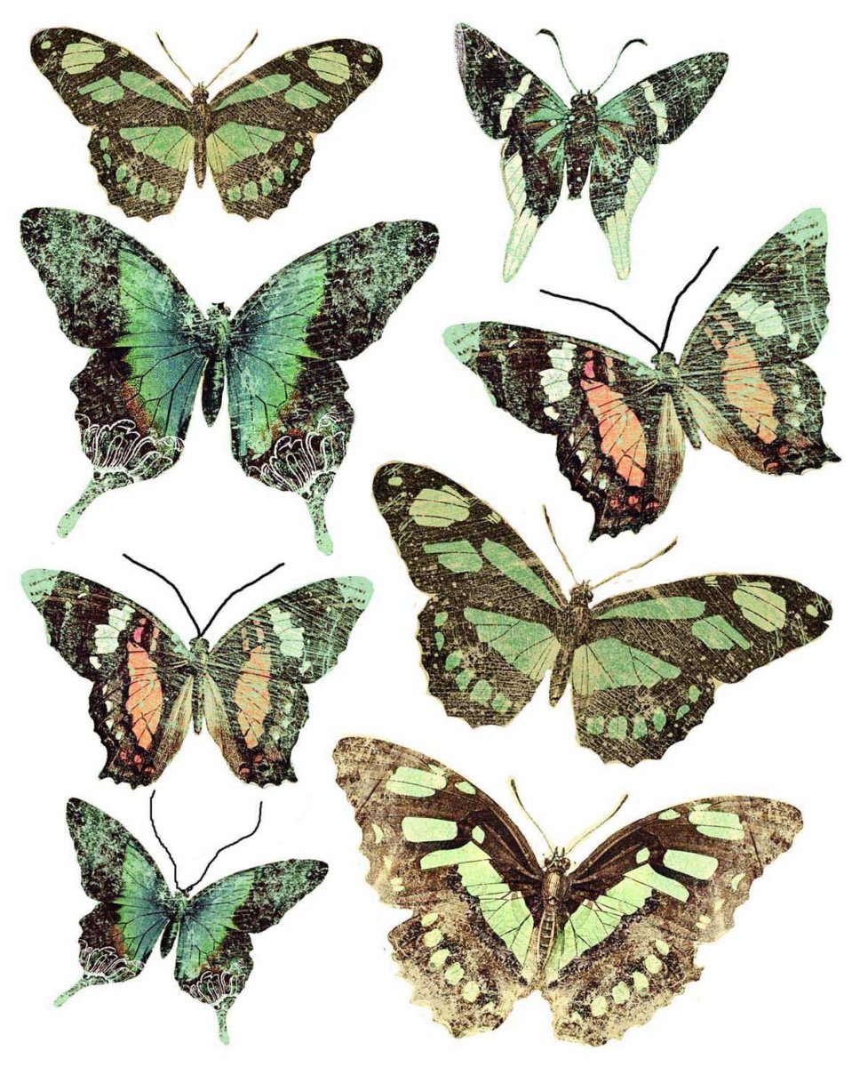 Грин бабочка