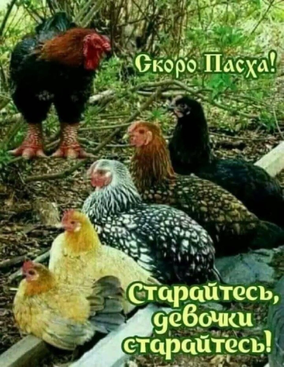 Название пород кур несушек