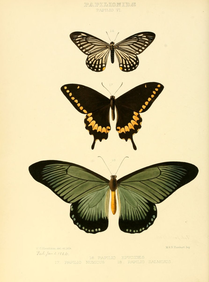 Бабочка Ornithoptera euphorion