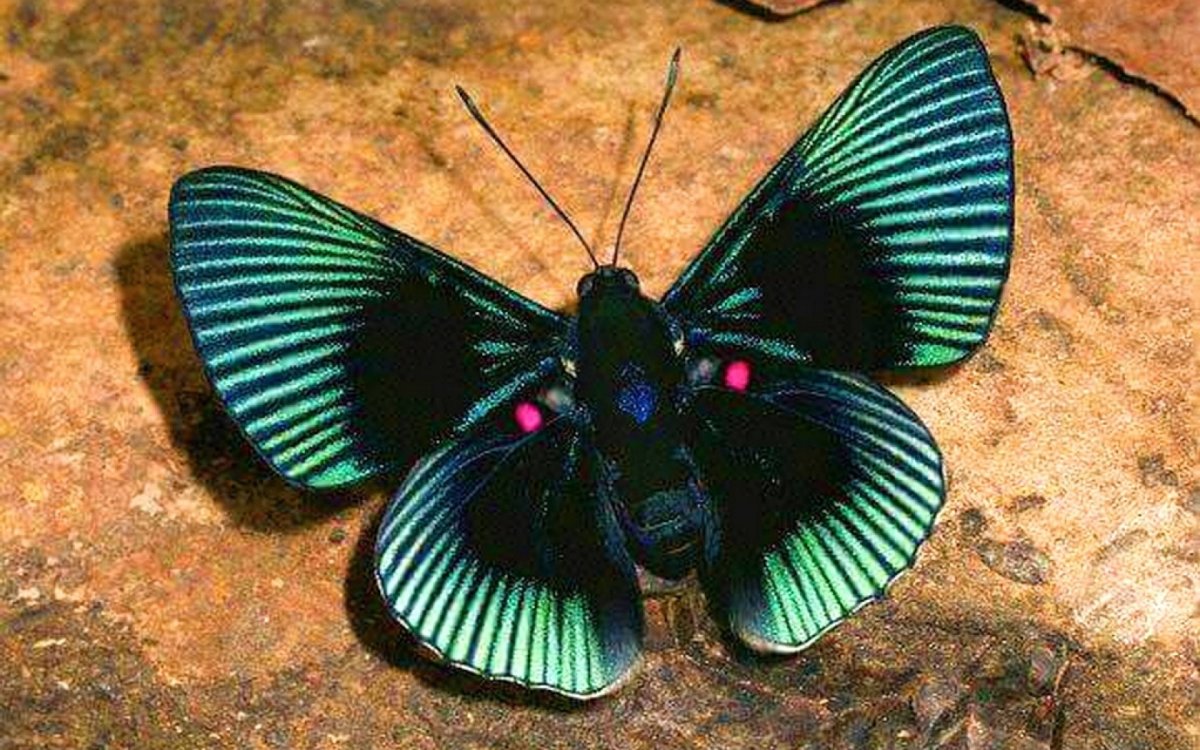 Шелкопряд монашенка