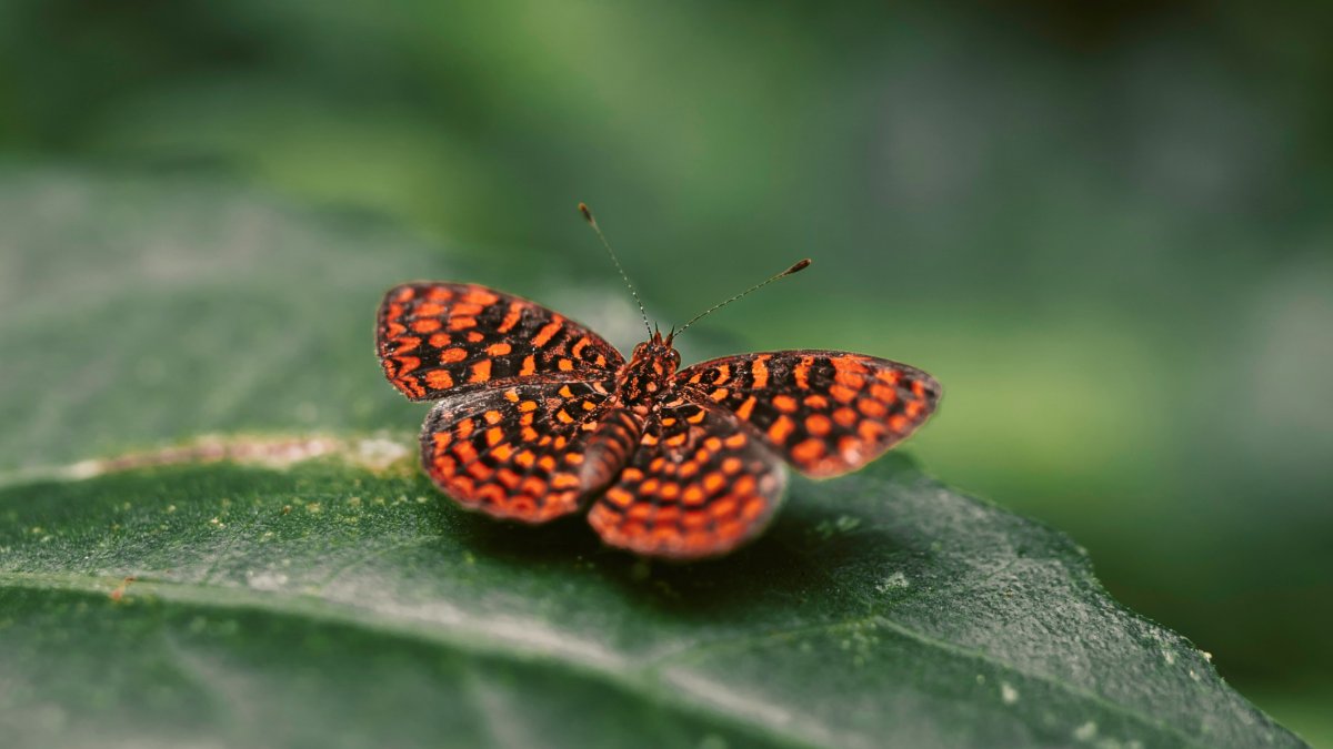 Пуделевый мотылек