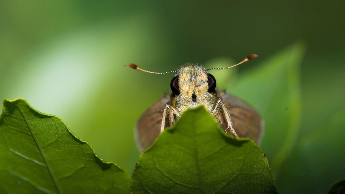 Зеленый мотылек