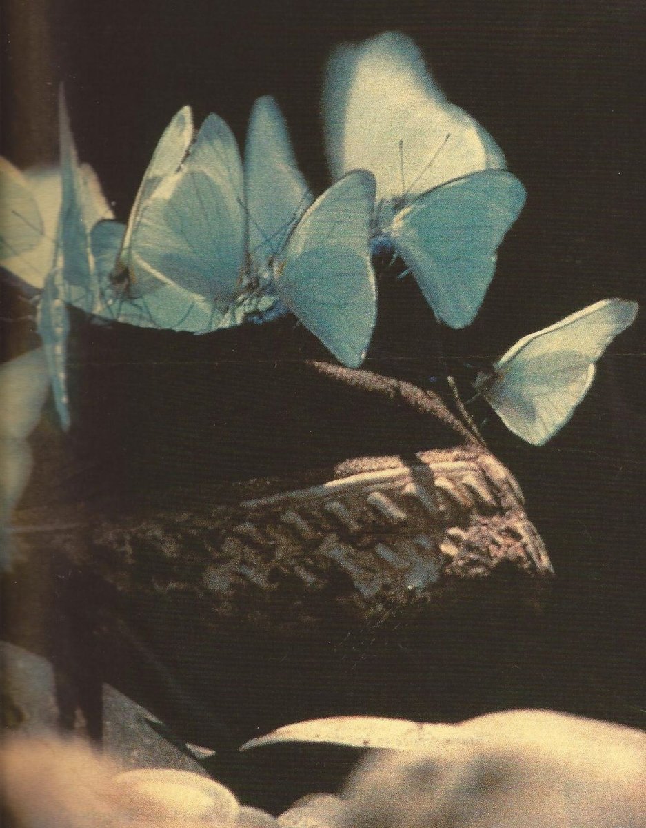 Мотылёк Dryocampa rubicunda.