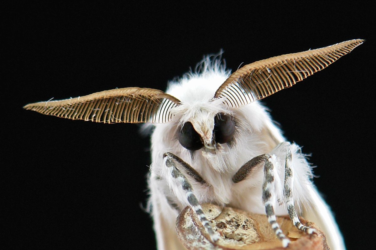 Lyropteryx Apollonia