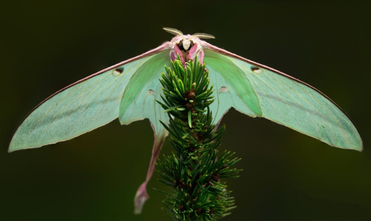Actias dubernardi
