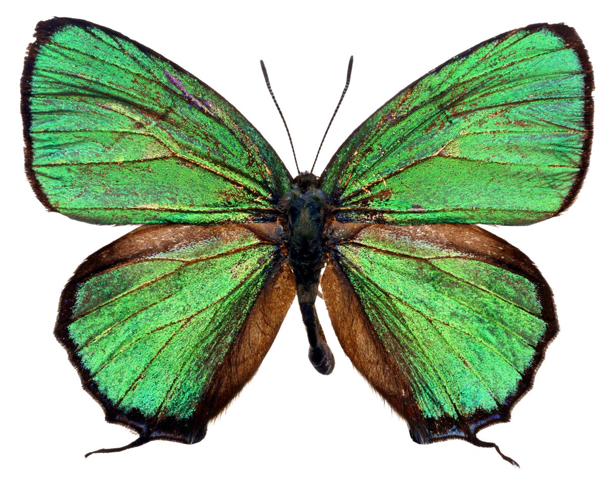 Бабочки зеленого цвета