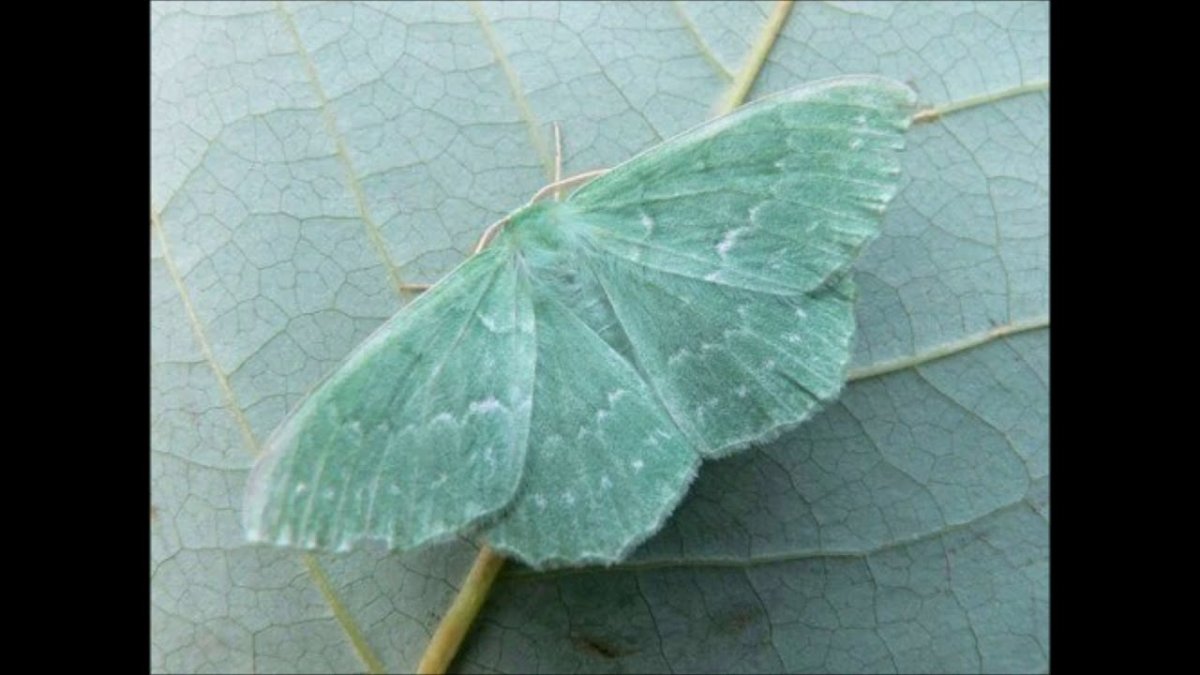 Зеленая моль