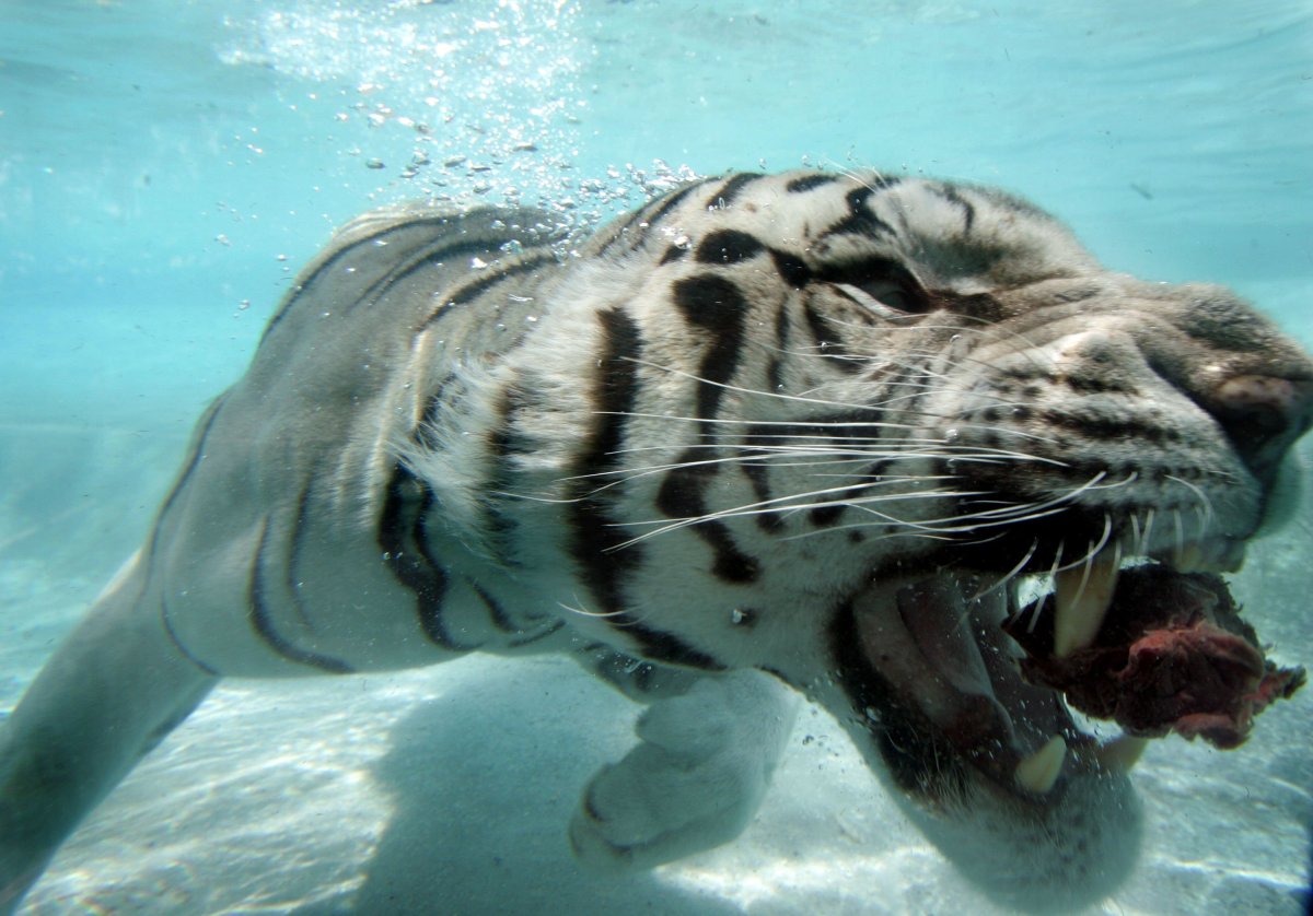 Ныряющие животные