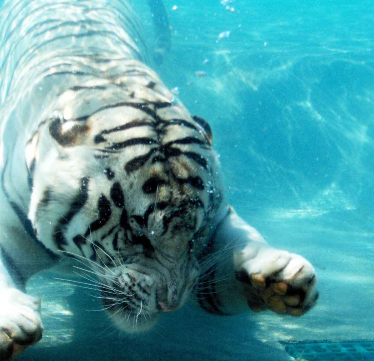 Тигр под водой