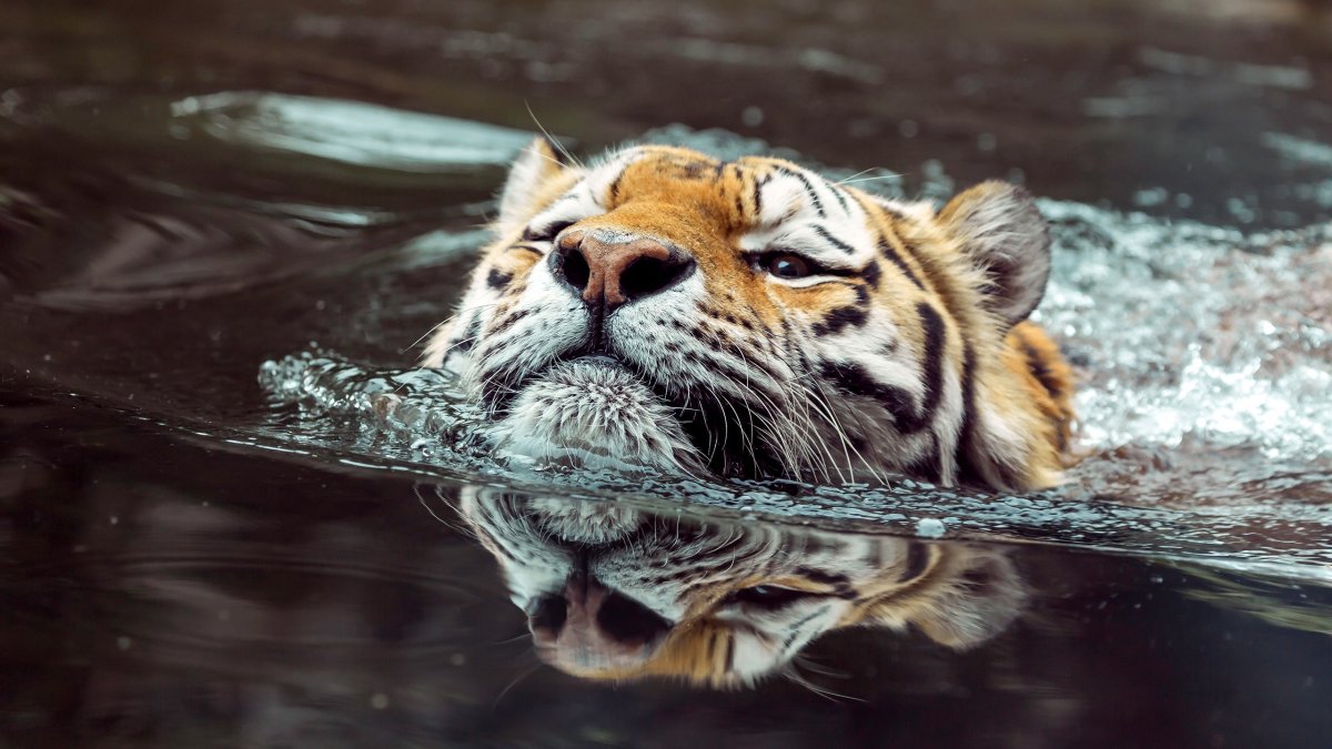 Тигр плавает