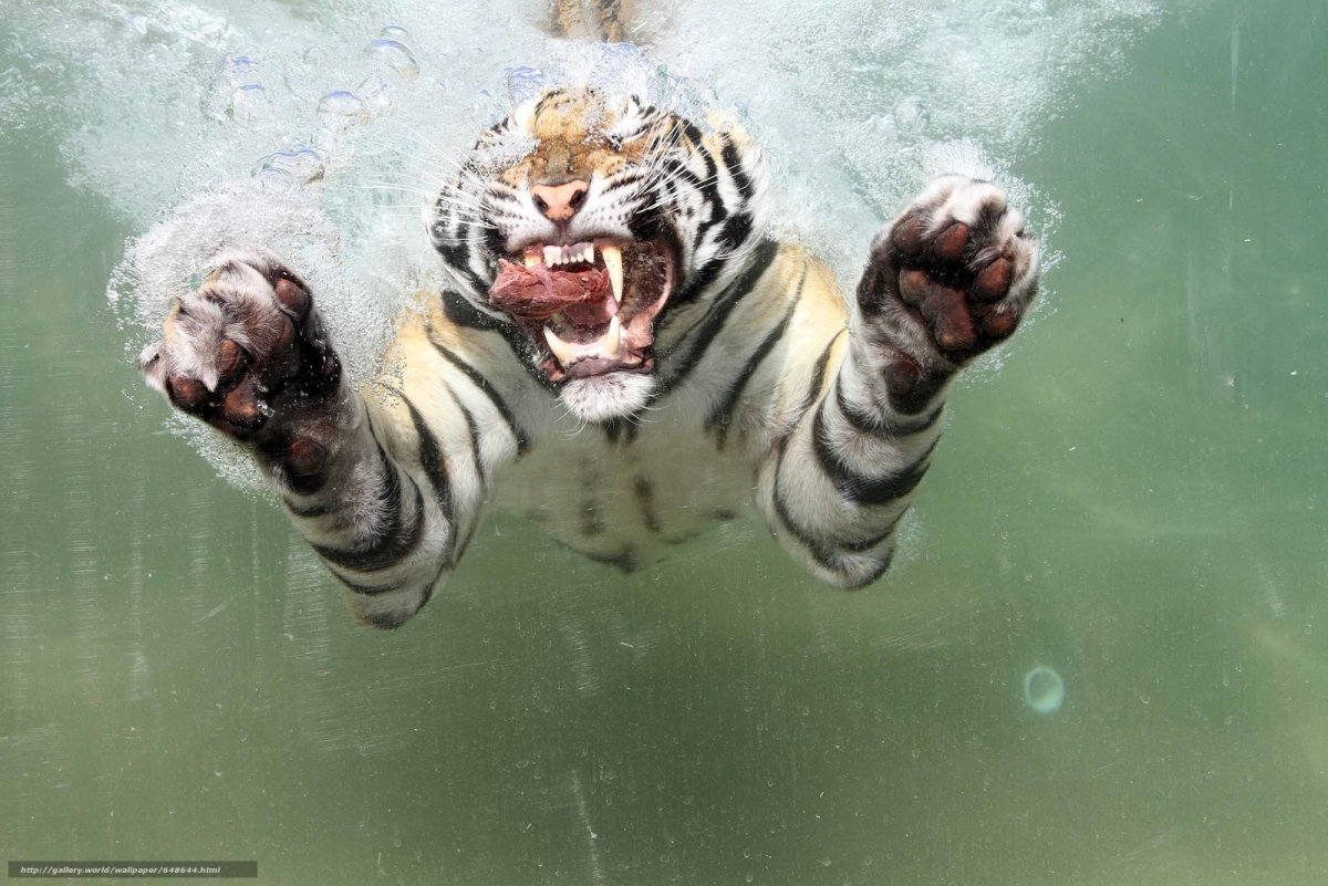 Хищники в воде