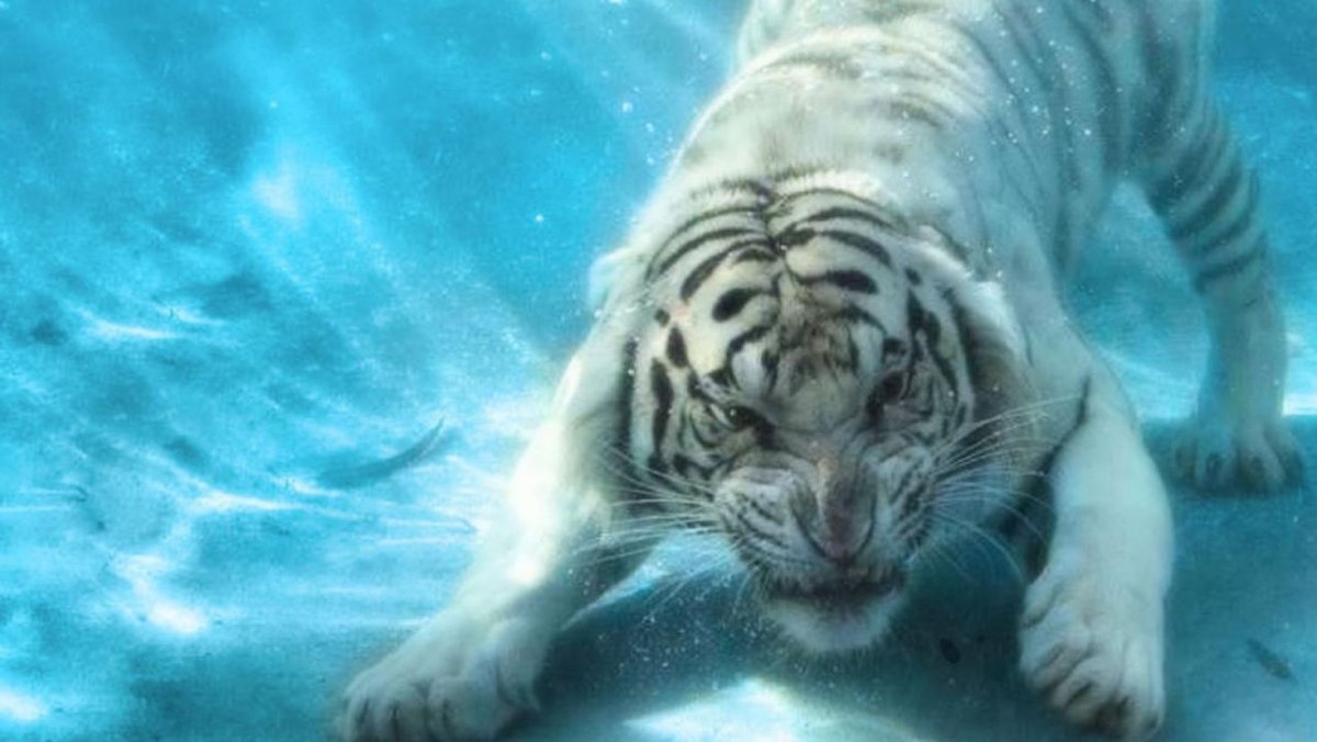 Белый тигр в воде